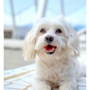 Meet your Posher, Star